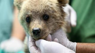 Gaziantep Doğal Yaşam Parkı'nın yeni sakini ayı yavrusu Boncuka özenle bakılıyor