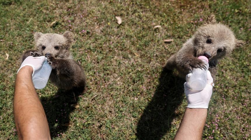 Mağarada bulunan yavru bozayılar "Fred" ve "Barney" Mersin'de özenle büyütülüyor