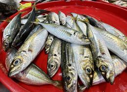 Trabzonlu balıkçıların tezgahlarını mezgit ve istavrit süslüyor