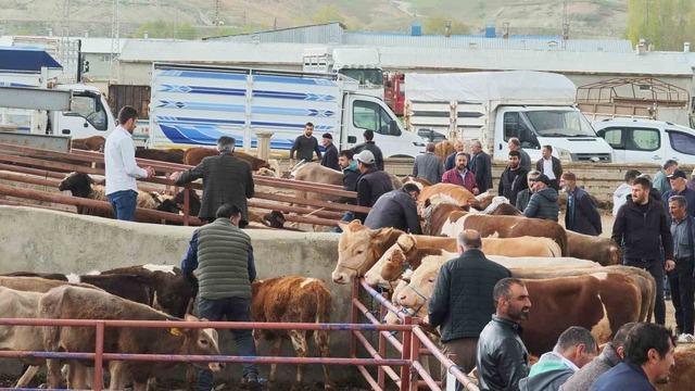 Kurbanlıklar görücüye çıktı