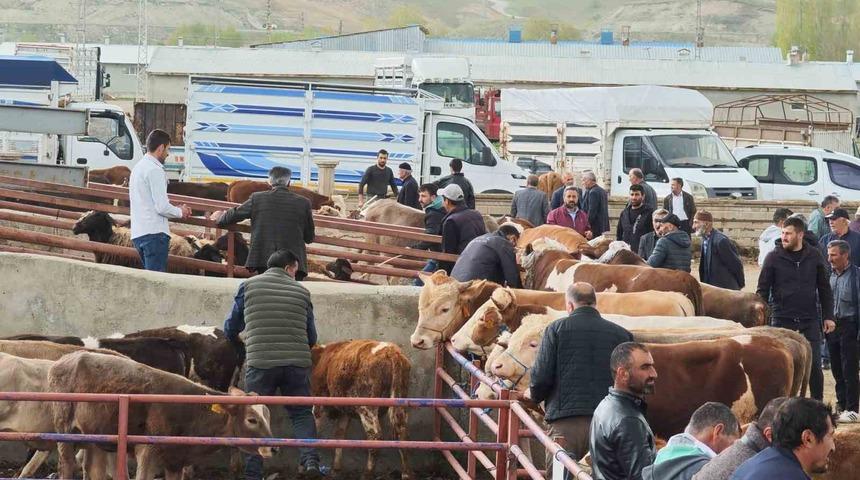 Kurbanlıklar görücüye çıktı