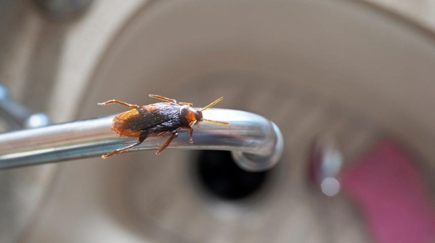 Doğal yollarla kurtulun: Hamam b&ouml;ceği nasıl yok edilir?