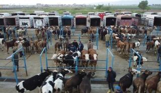 Afyonkarahisar'da kurbanlık hareketliliği başladı