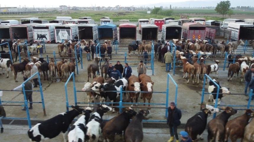 Afyonkarahisar'da kurbanlık hareketliliği başladı