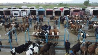 Afyonkarahisar'da kurbanlık hareketliliği başladı