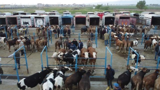 Afyonkarahisar'da kurbanlık hareketliliği başladı