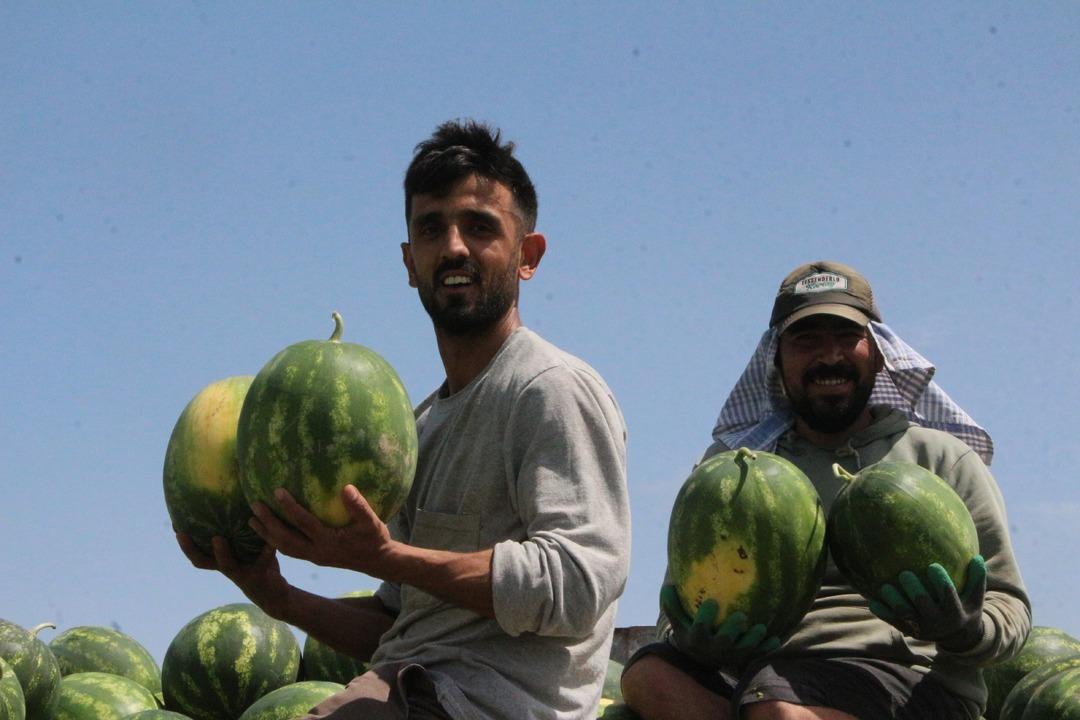 ADANA’DA-SEZONUN-ILK-KARPUZ-HASADI-BASLA_719371_212734