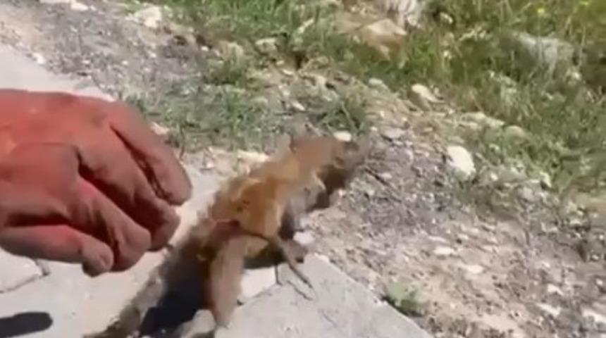 Su giderine sıkışan kedi kurtarıldı