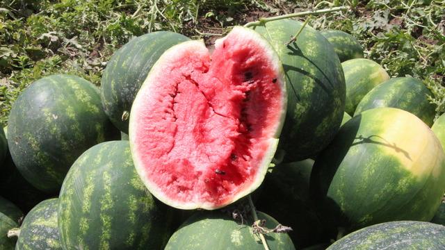 Kilosu 7 TL! 1 milyondan 750 bine... Rekoltede düşüş bekleniyor