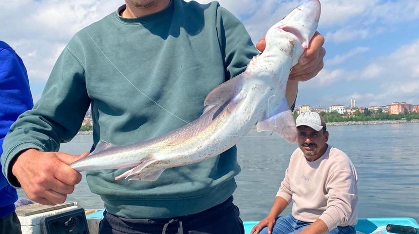 Pendik’te balıkçılara sürpriz: Oltaya köpek balığı takıldı