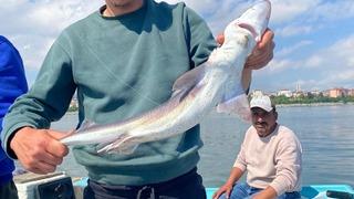 Pendik’te balıkçılara sürpriz: Oltaya köpek balığı takıldı