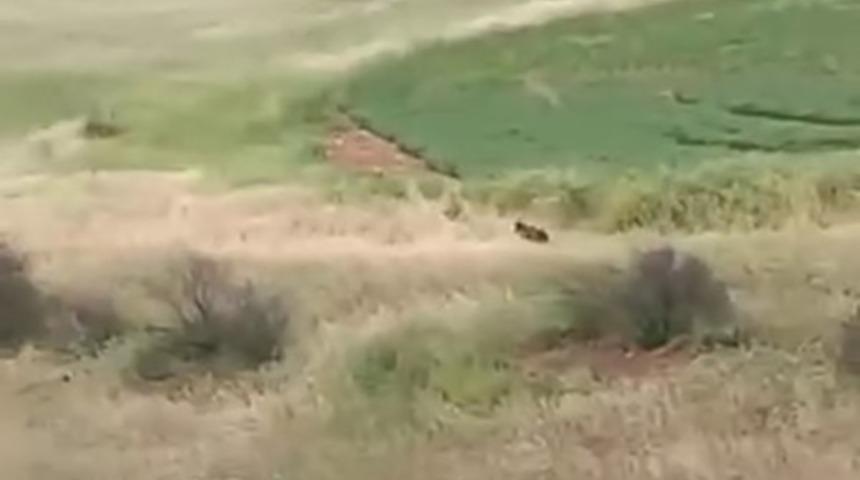 Adıyaman’da çiftçiler ayıyla karşılaştı