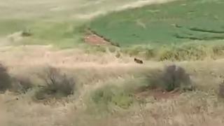 Adıyaman’da çiftçiler ayıyla karşılaştı