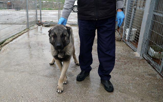 Köpeğini araca bağlayıp sürükleyen sürücüye 1370 lira ceza