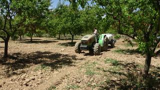 Malatya'da yeniden yeşeren kayısı ağaçları çiftçileri umutlandırdı