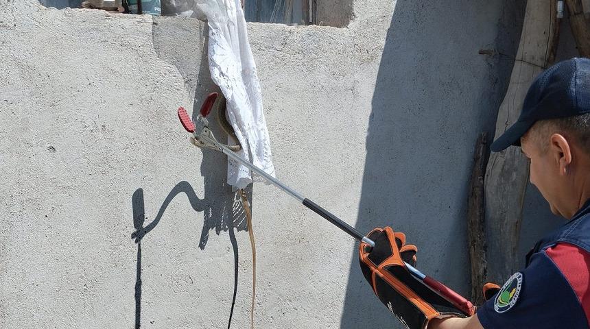 O kentte büyük panik yaşandı! Metrelerce uzunlukta yılan pencereden eve girdi