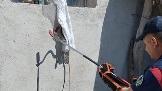 O kentte büyük panik yaşandı! Metrelerce uzunlukta yılan pencereden eve girdi