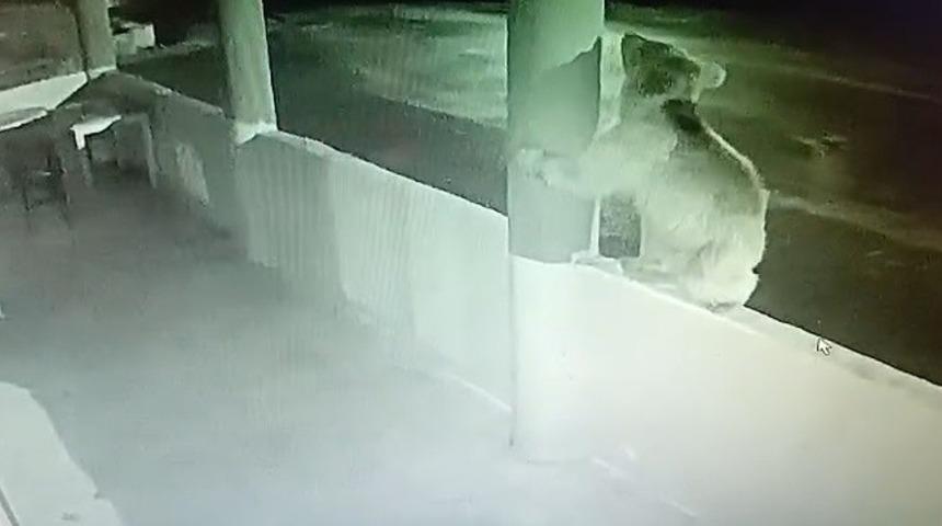 Aç ayı oynamadı: Bayburt’ta bir yavru ayı alabalıkları yedikten sonra oyunlar oynadı