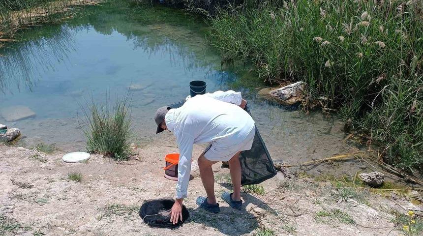 Tarihi hamam kalıntıları arasındaki süs balıklarını kaçak balık avlayanlara suç üstü