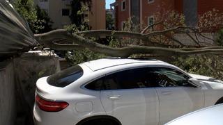 İstanbul-Kadıköy’de inşaat alanındaki ağaç otomobilin üstüne devrildi