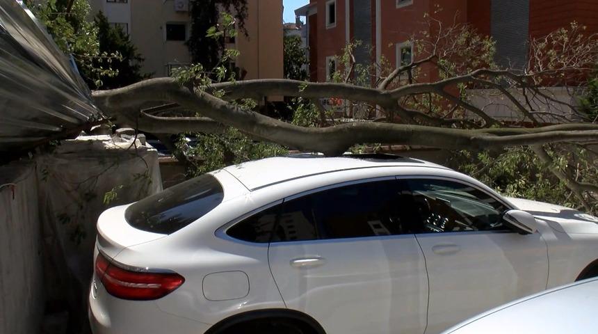 İstanbul-Kadıköy’de inşaat alanındaki ağaç otomobilin üstüne devrildi