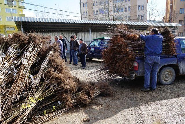 Kastamonu’da çiftçilere 18 bin adet fidan dağıtıldı