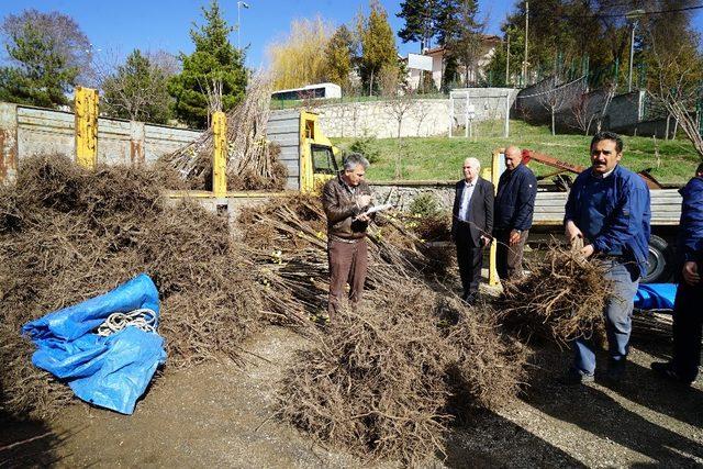 Kastamonu’da çiftçilere 18 bin adet fidan dağıtıldı