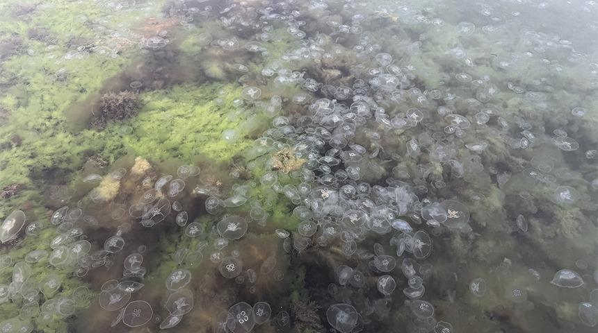 Karadeniz'i bastı! Hem denizde hem kum üzerinde rastlanabiliyor