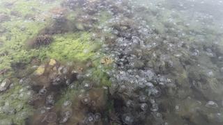 Karadeniz'i bastı! Hem denizde hem kum üzerinde rastlanabiliyor