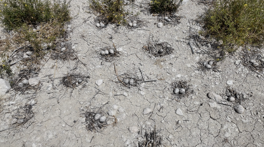Yöre halkı bölgeyi onlara bıraktı! Nisan'da gelip Temmuz'da gidiyorlar...
