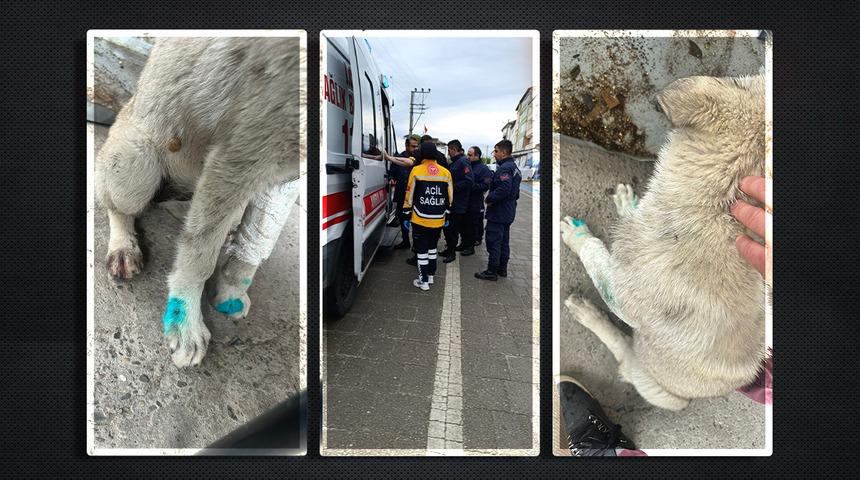 Zonguldak'ta inanılmaz olay! İnsanlık dışı şiddet olayı: Bu kez ısıran hayvan değil... 