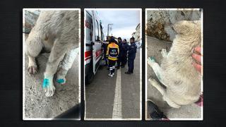 Zonguldak'ta inanılmaz olay! İnsanlık dışı şiddet olayı: Bu kez ısıran hayvan değil... 