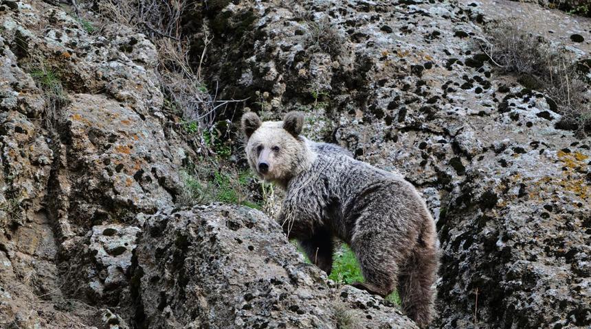 Ayıların saldırısına uğrayınca ne yapacağını şaşırdı! Köpekler sayesinde kurtuldu