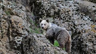 Ayıların saldırısına uğrayınca ne yapacağını şaşırdı! Köpekler sayesinde kurtuldu