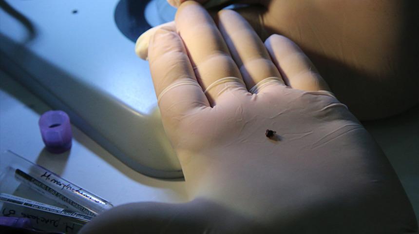 Salgın gibi: 2 kişinin canını aldı! Sadece ısırması değil dokunmak bile zarar veriyor...