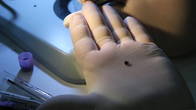 Salgın gibi: 2 kişinin canını aldı! Sadece ısırması değil dokunmak bile zarar veriyor...