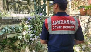 Nesli tükenmekte! Koparmanın cezası ise 577 bin TL