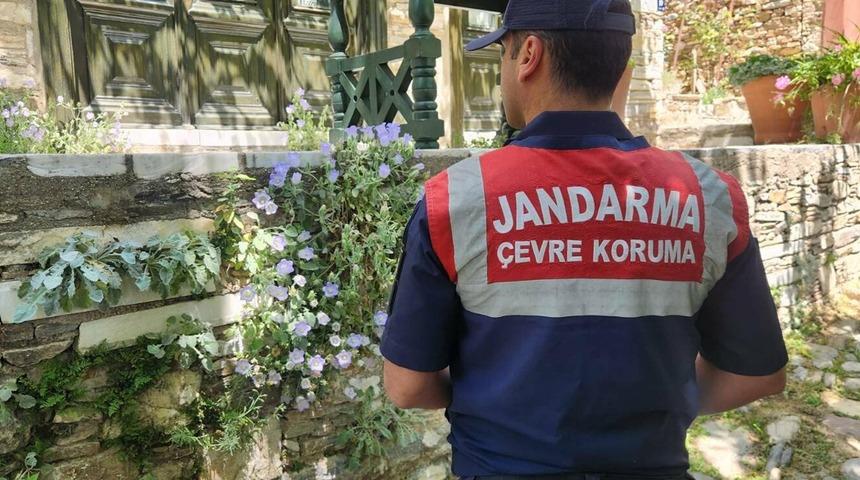 Nesli tükenmekte! Koparmanın cezası ise 577 bin TL