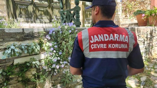 Nesli tükenmekte! Koparmanın cezası ise 577 bin TL