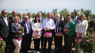 Edirne'de, yetiştirilen güller şenlikle hasat edildi