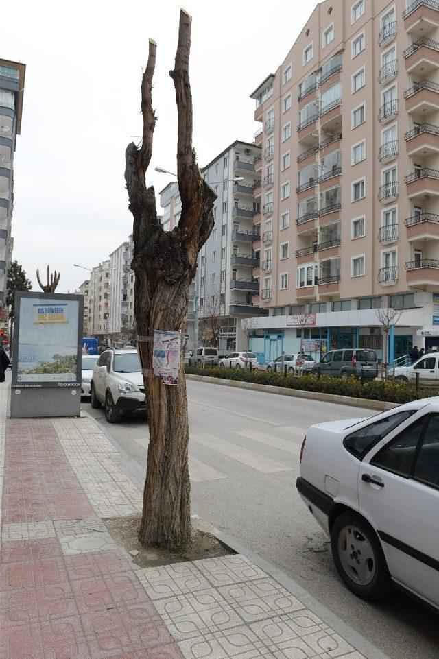 Çorum’da kuruyan ağaçların yerine yenileri dikilecek