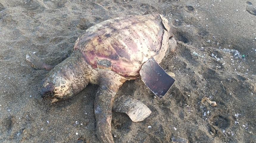 Hatay'da ölü caretta caretta sahile vurdu