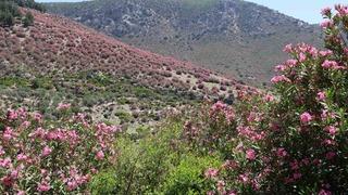 Adana’da dağlar zakkumların çiçek açmasıyla pembeye boyandı