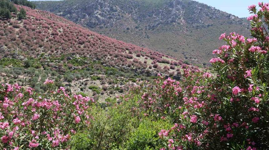 Adana’da dağlar zakkumların çiçek açmasıyla pembeye boyandı
