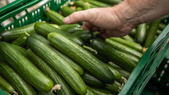 Marketlerde satılan salatalık acilen geri çağırıldı! Raflardan toplatılıyor