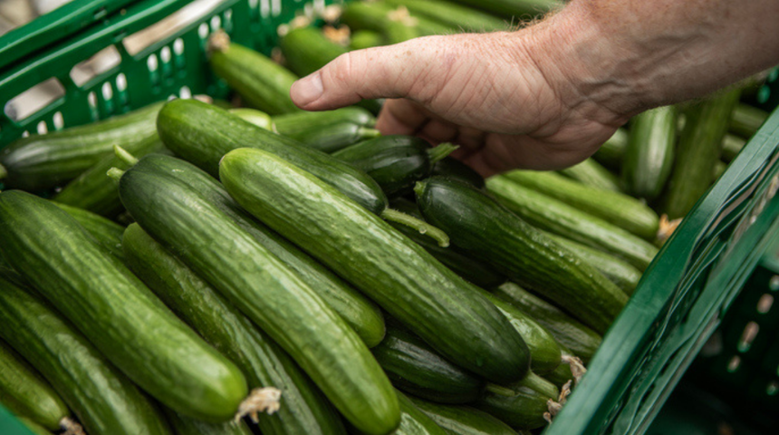 Marketlerde satılan salatalık acilen geri çağırıldı! Raflardan toplatılıyor! En az 30 kişi hastalandı