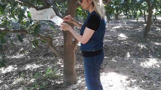 Söke’de sinek sayımları yapıldı