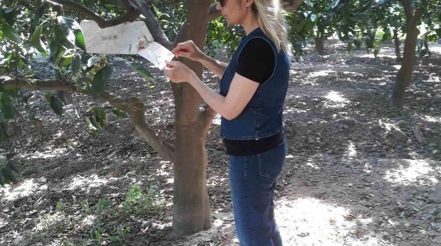 Söke’de sinek sayımları yapıldı