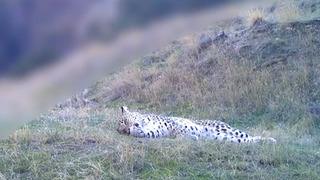 Bakan Yumaklı paylaştı! Nesli tükendiği düşünülen Anadolu Parsı yeniden ortaya çıktı...