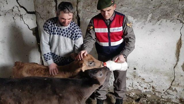 İnek hırsızları jandarmaya yakalandı